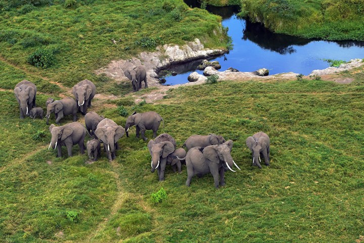 La vente légale d'éléphants sauvages d'Afrique à des zoos pratiquement interdite